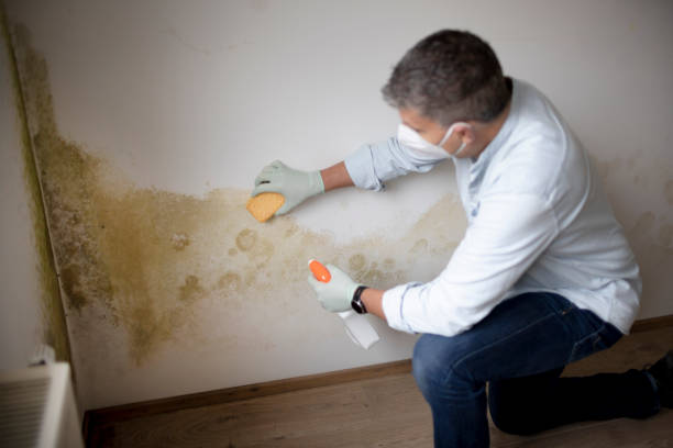 Best Residential Mold Inspection & Testing  in Clifton Gardens, NY