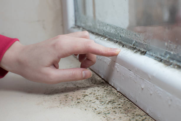 Best Post-Construction Mold Inspection  in Clifton Gardens, NY